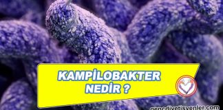 Kampilobakter Nedir ? KAMPİLOBAKTER