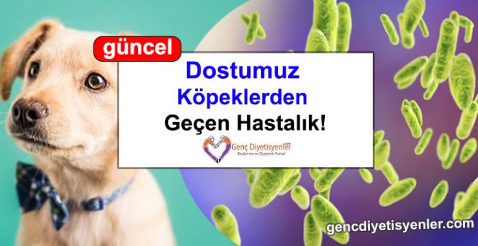 köpeklerden geçen hastalık