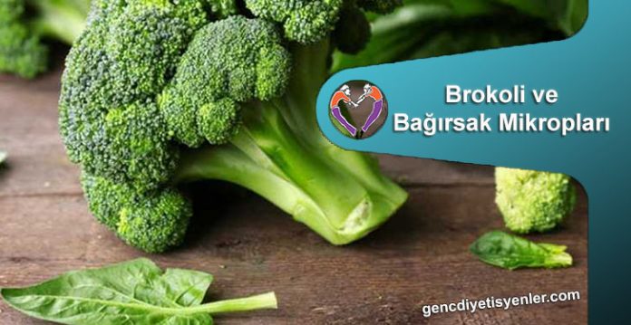 brokoli ve bagırsak mikrobu